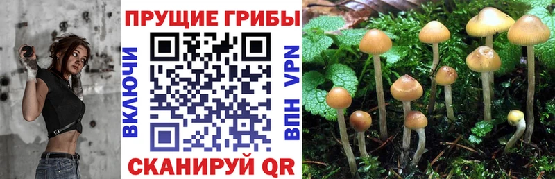 Псилоцибиновые грибы Psilocybine cubensis  где продают   Златоуст 